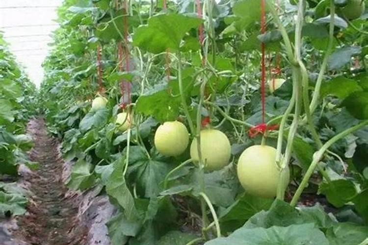 黄金奈李能在仙桃种植吗？