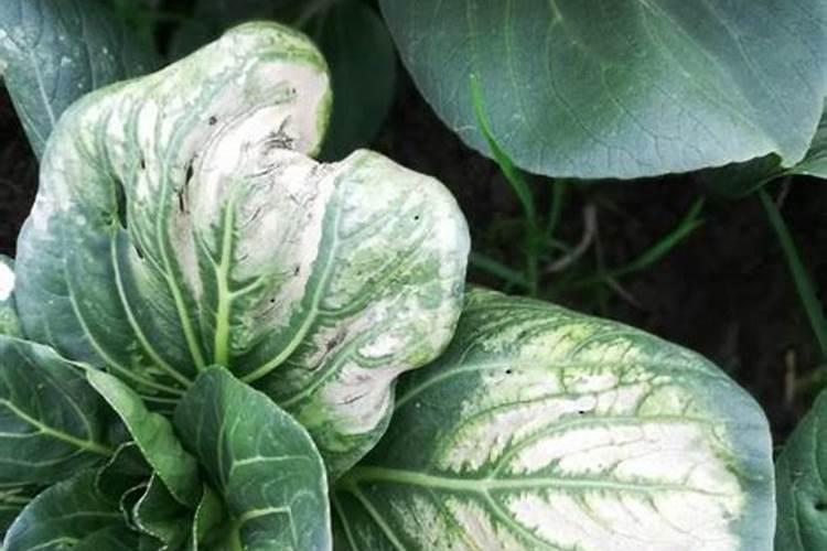 花青素和叶绿素的区别