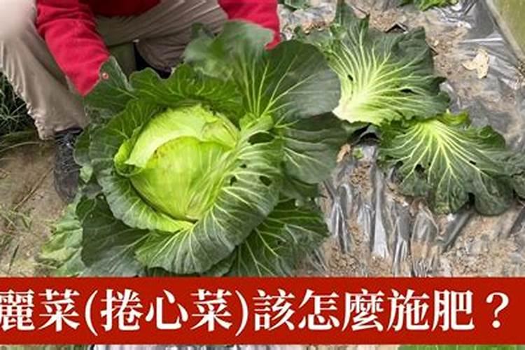 7月播种的植物;卷心菜什么时候种如何正确施肥