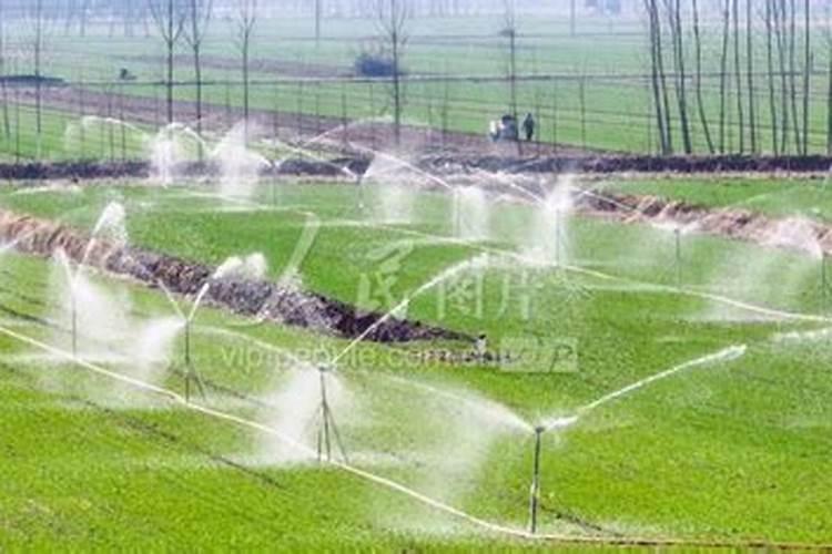 月季花苞期施什么肥