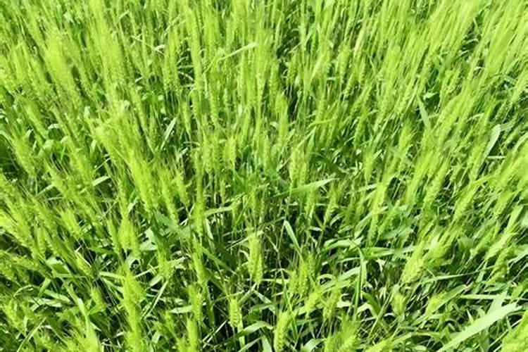 新买兰花如何上盆