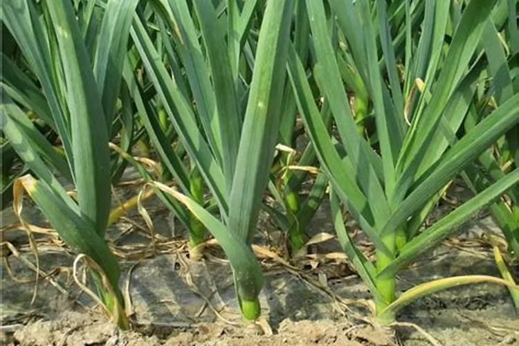 甘草可以经常泡水喝吗？