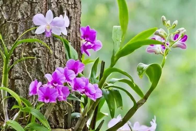 石斛兰开花的时候可以施肥吗？