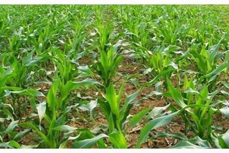 葡萄种植需要施什么肥料