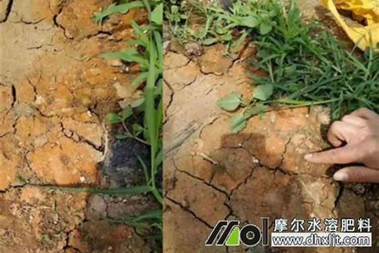 西南适合养殖的植物