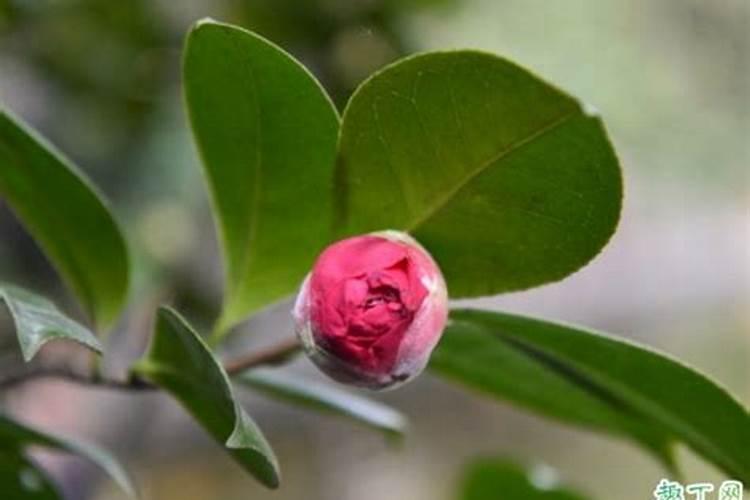 下雨果树能撒肥料吗？