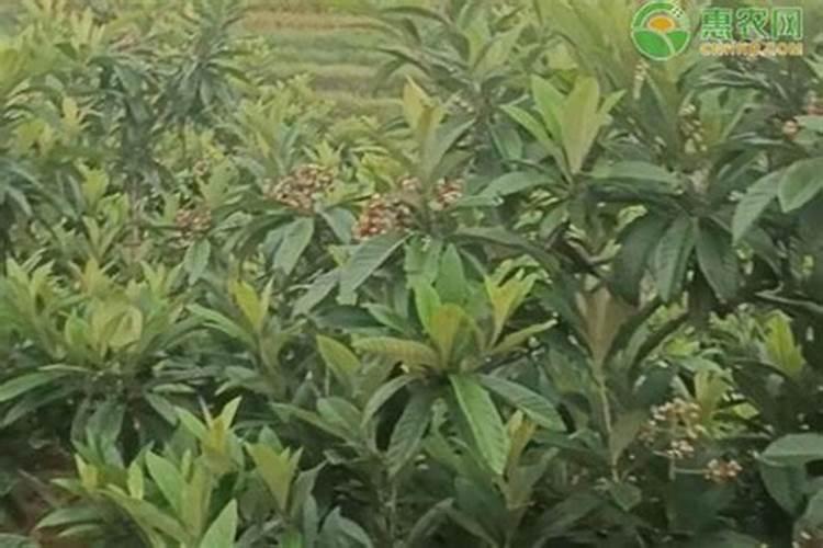 白皮松用什么肥料好？