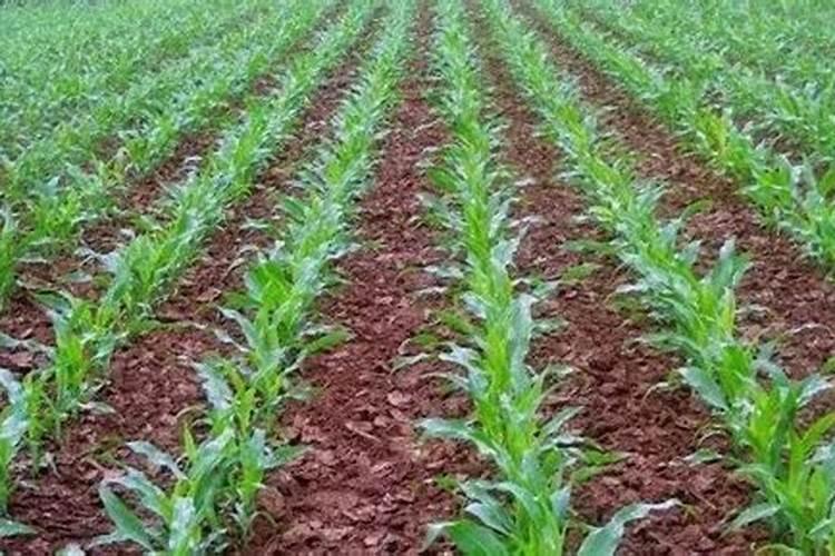 排名前十的微生物菌肥