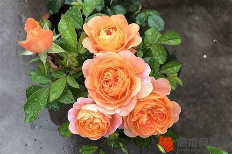 月季长花苞后怎么施肥