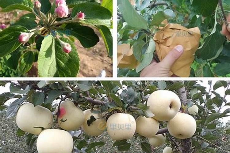 小麦施肥最佳时间