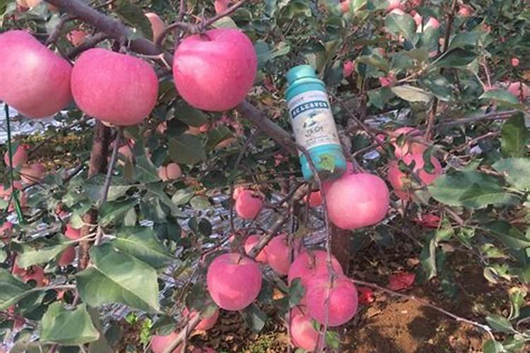 苹果树施肥有什么方法