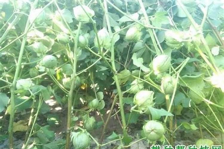 江西省居闲果业有限公司怎么样