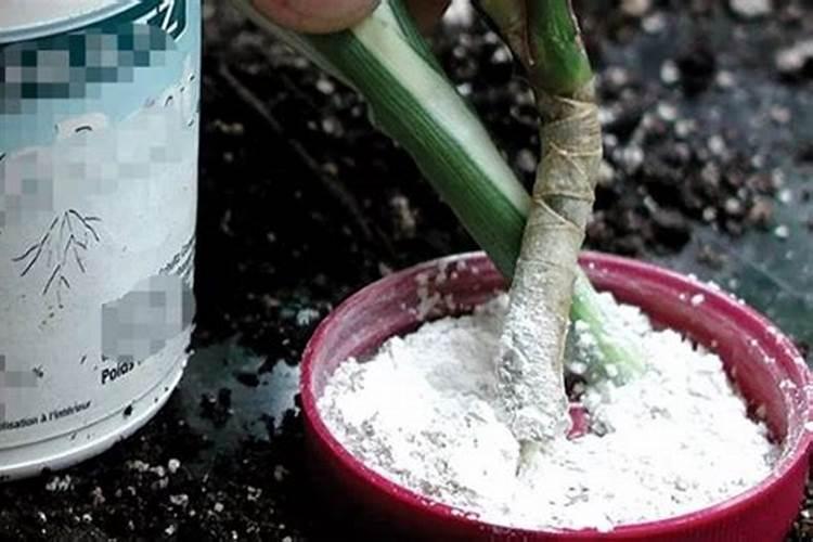 氮肥使用过量有哪些危害？氮肥使用技巧!