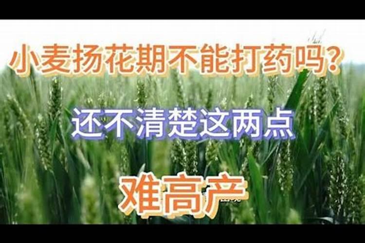 种小麦不用化肥行吗