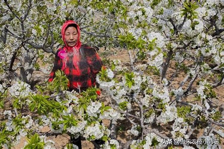荔枝最忌三种肥料