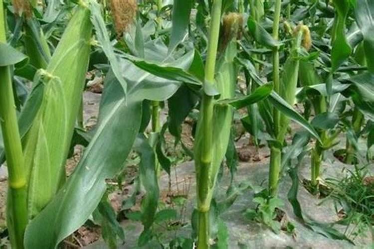 芸苔素与磷酸二氢钾与尿素可一起使用吗？