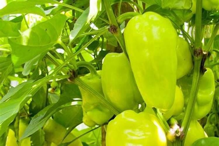 青椒叶片有黑点是啥毛病