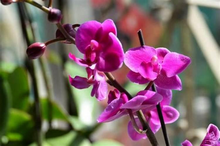 蝴蝶兰用什么养护花箭花朵蹭蹭冒