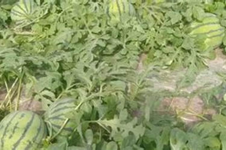 西瓜种植底肥用什么肥？