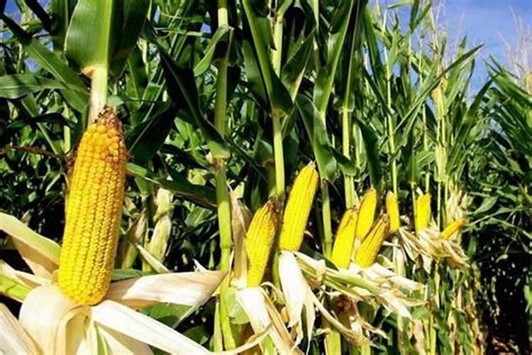 腐植酸钠在对虾养殖中的作用