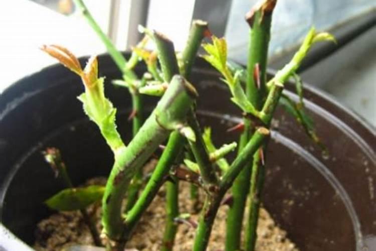 玉米扬花时遇到高温喷施芸苔素内脂存用吗