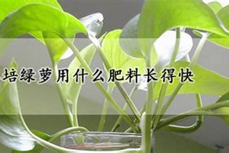 水培绿萝营养液怎么浇