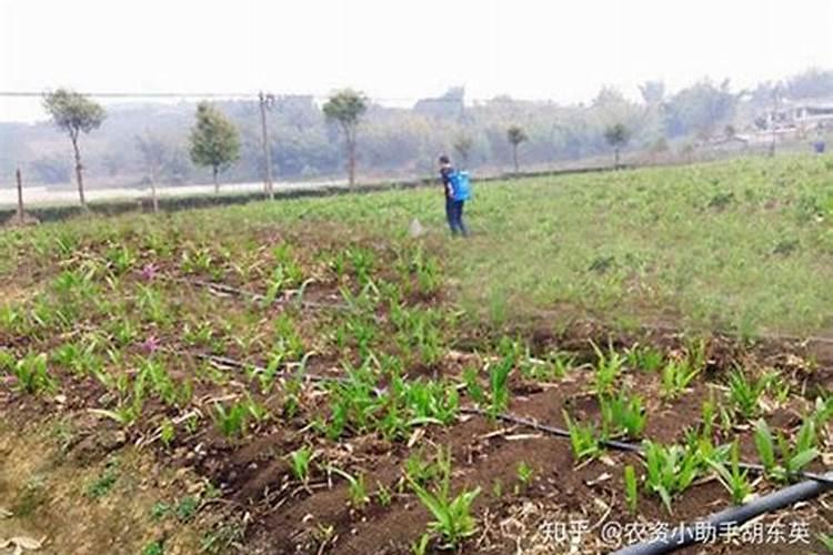 樱桃怎么用肥提高产量？樱桃施哪种肥料效果好？