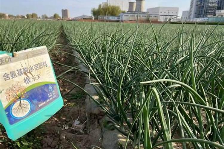 大葱喷施磷酸二氢钾可以吗