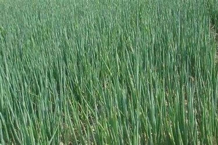 大葱什么时候追肥合适 高产追肥方法