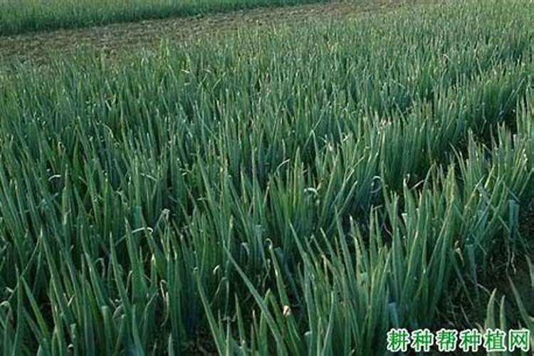 磷肥对植物起什么作用