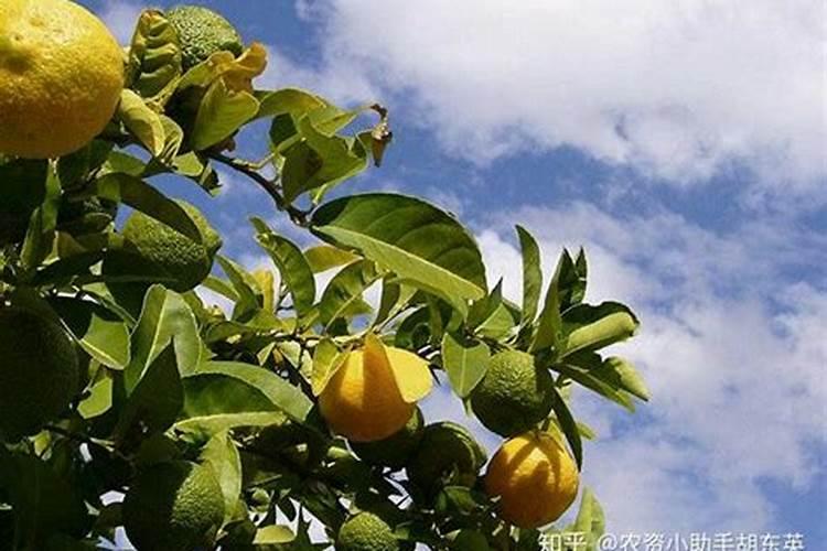 蟹爪兰几月份掐尖促花吗 蟹爪兰什么时候掐尖