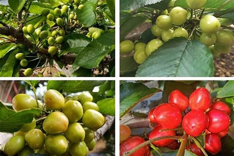 柳树枝怎么做生根水