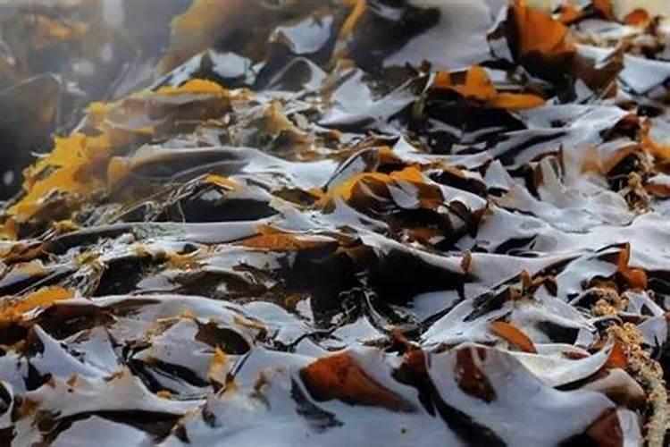 自制鱼蛋白时要是产生了氨气该怎么处理呢