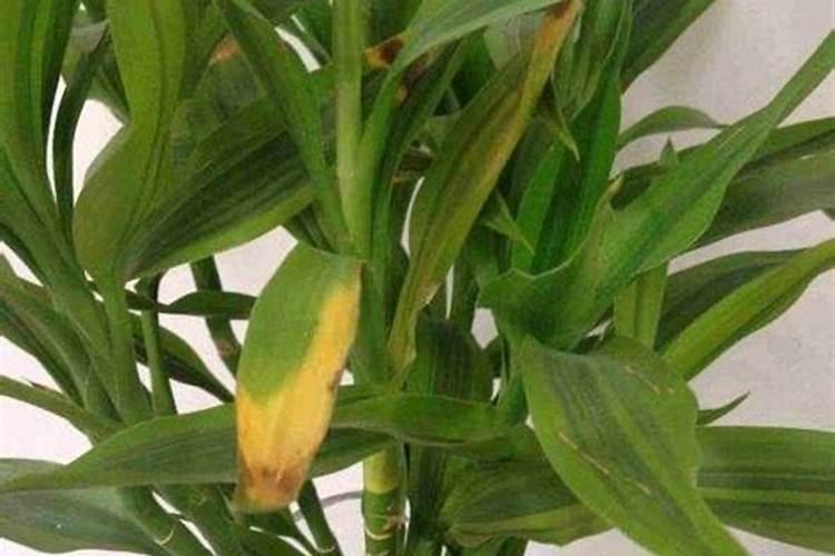 花菜施肥最佳时期