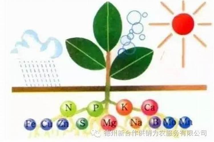 胡萝卜裂开是什么原因