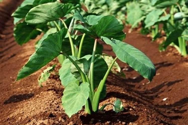 云贝通价格是多少