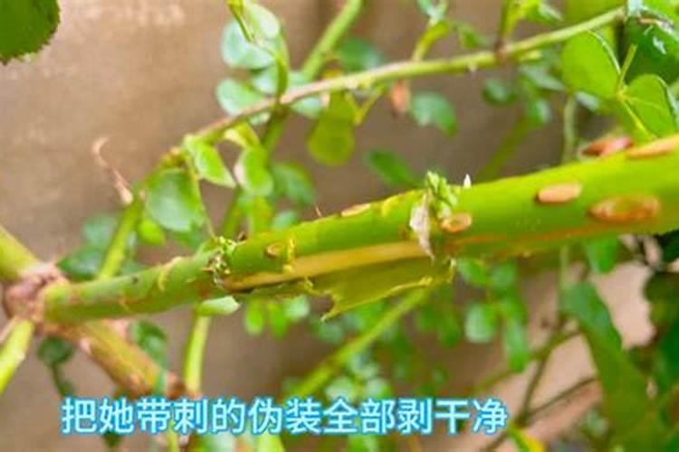 月季用什么肥料好？