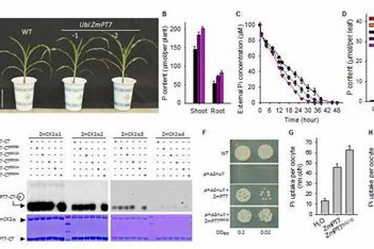 胡萝卜的叶子可以吃吗有什么营养
