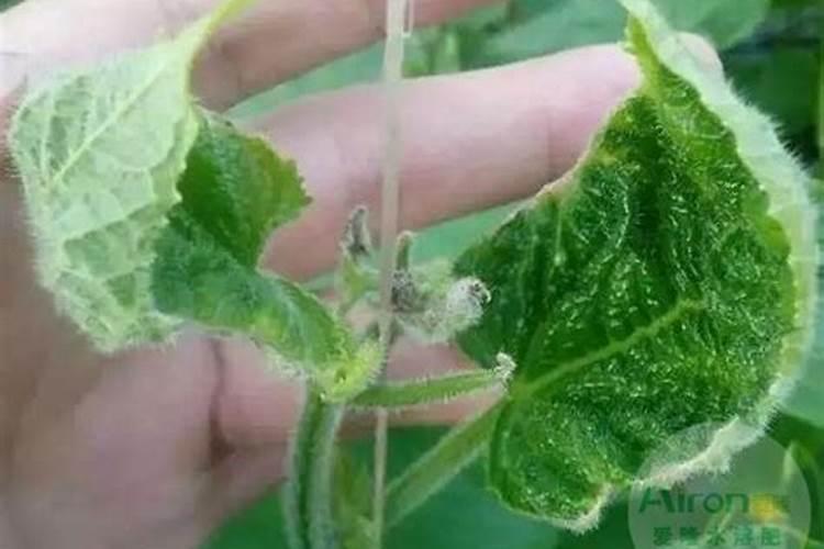 大棚小黄瓜刚晴天可以浇钙肥吗？