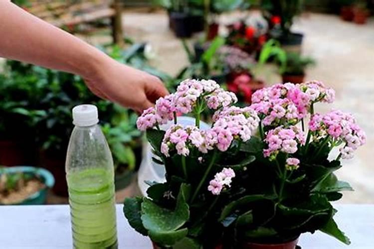 大葱如何施底肥