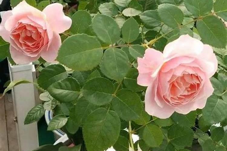 三角梅开花时能施肥吗 三角梅开花上什么肥