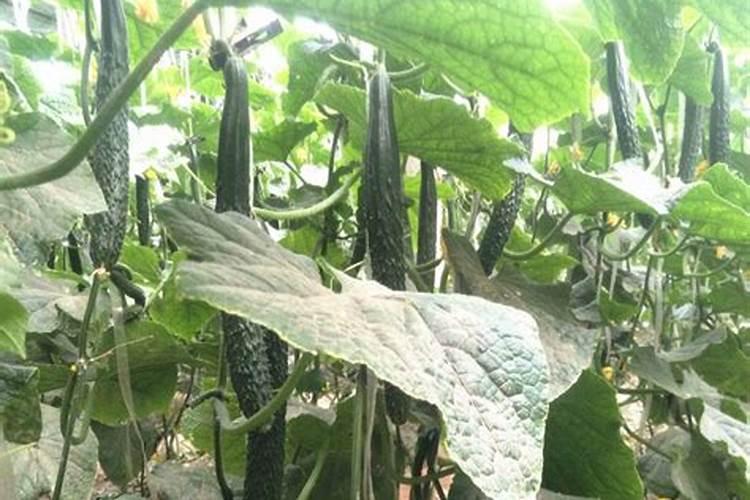 种麦子用什么复合肥好