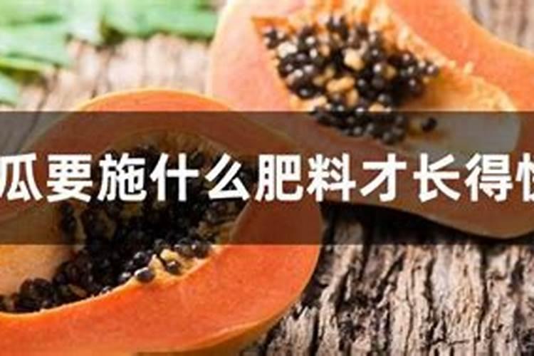 木瓜树如何施肥 木瓜树怎么施肥