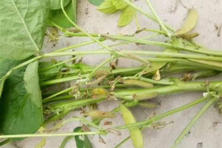 河南大豆种植遇到虫害该怎么防治？