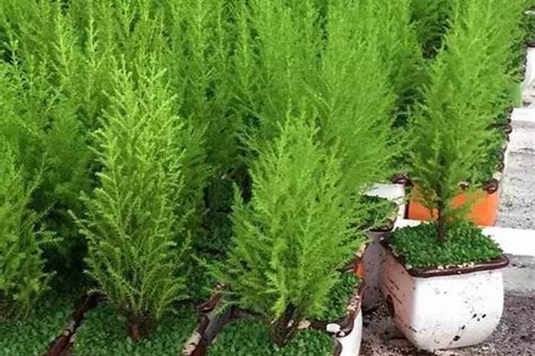 煮熟的黄豆怎么发酵做肥料