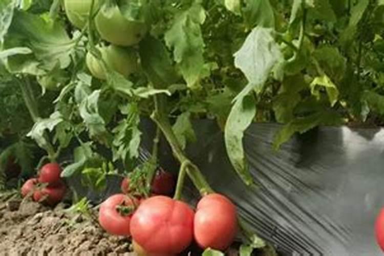 蕃茄什么时间用高钾肥合适？