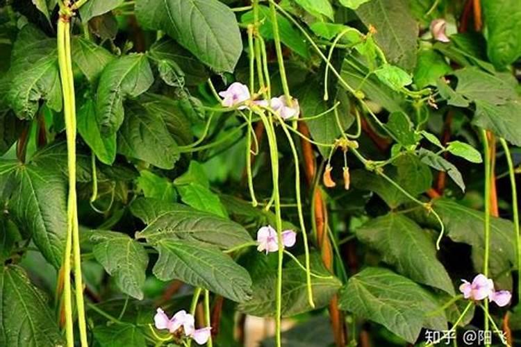 种豆角用什么肥料最好 种豆角用磷酸二氢钾肥可以吗