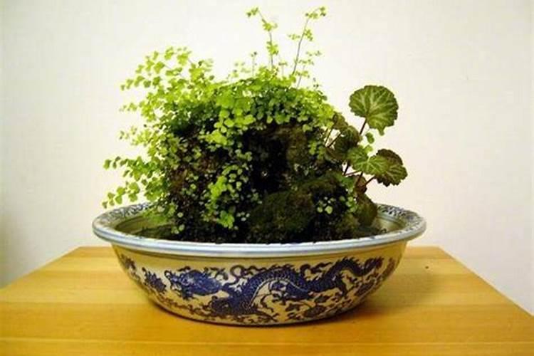 龙眼能用高氯复合肥料吗