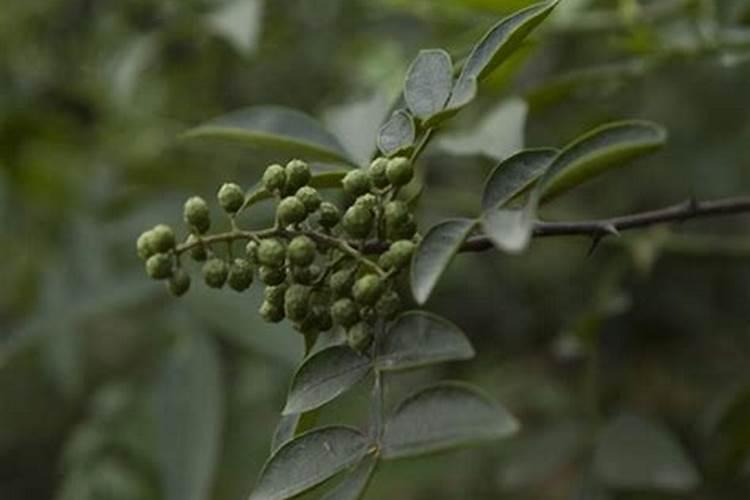 花椒保花保果用什么水溶肥好？花椒用什么肥料长得好？