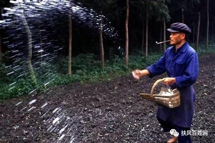 种麦子用什么肥料最好